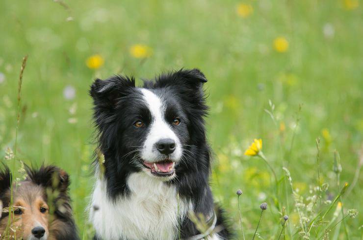 Cani per umani divertenti