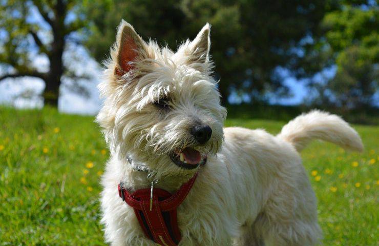 cairn terrier