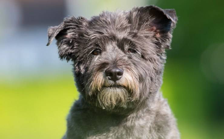 cairn terrier