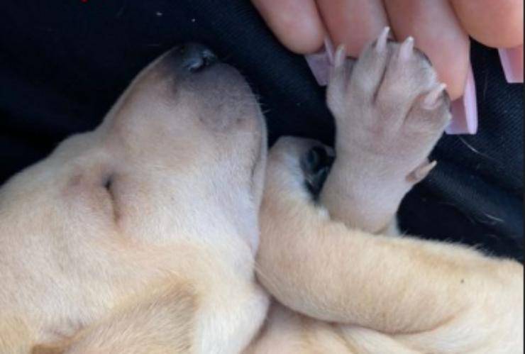 La cucciola coccolata da Elettra (Foto Instagram)