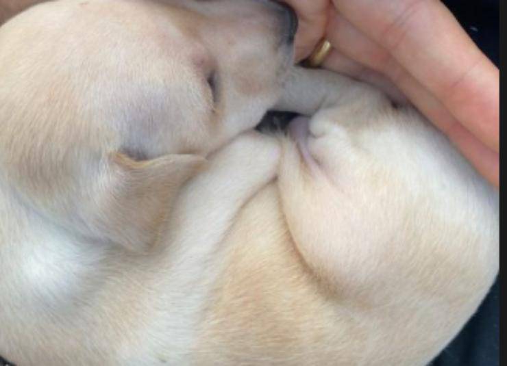 Il cane di Elettra (Foto Instagram)