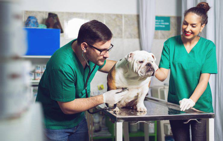 cane dal veterinario