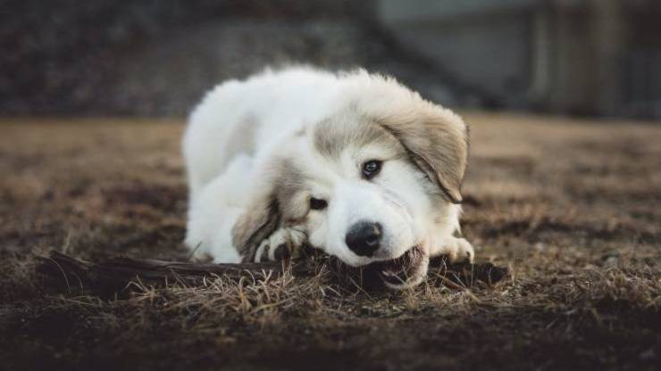 cane dell'atlas
