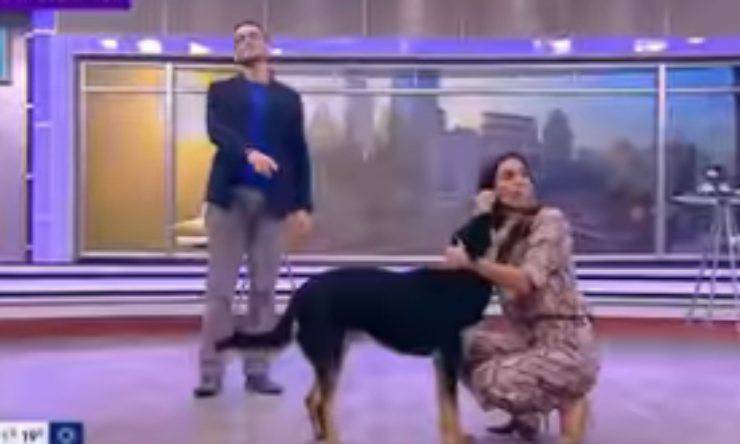 Il cane abbraccia la conduttrice (Foto video)