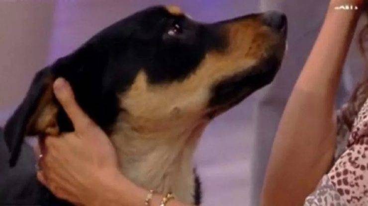 Lo sguardo nostalgico del cane (Foto video)