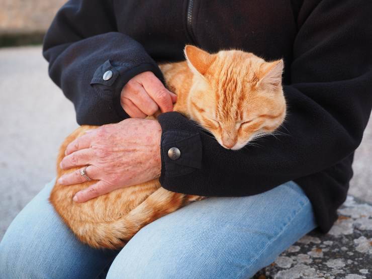Il gatto vuole stare in braccio