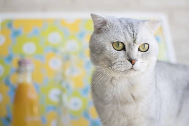 Felino tranquillo