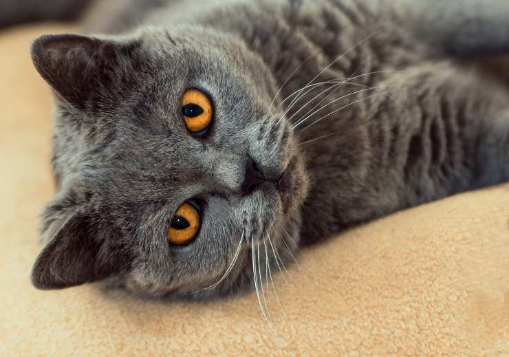 Perché il gatto strofina la mascella Perché il gatto strofina la mascella