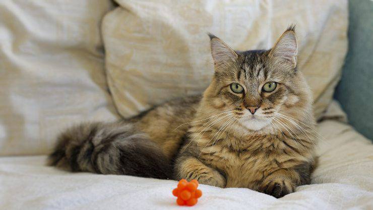 Razze feline molto tranquille in vacanza