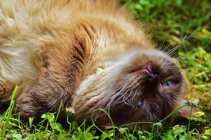 Felino steso nell'erba