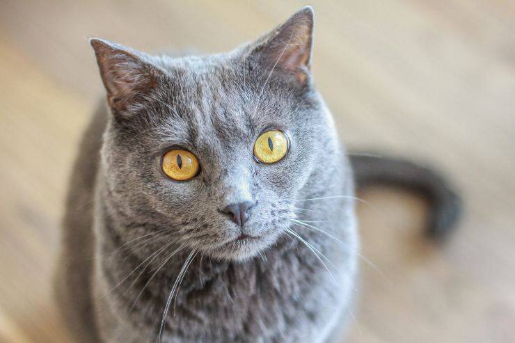 Gatto curioso