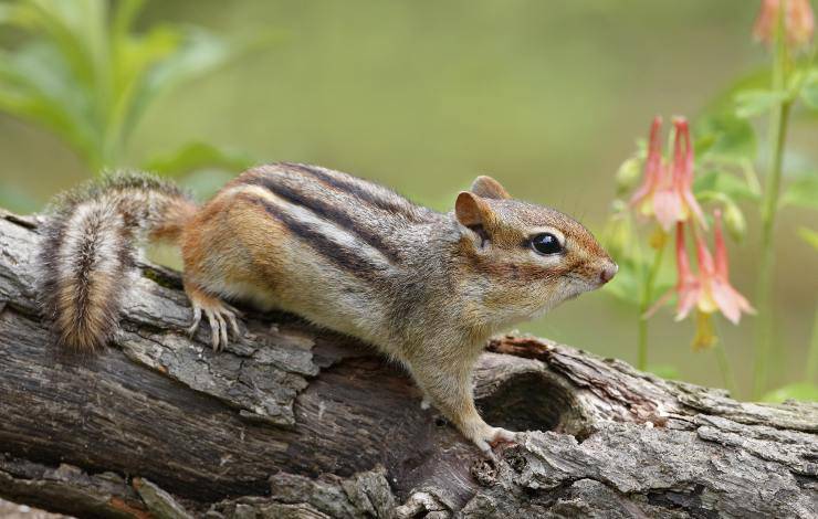 chipmunk
