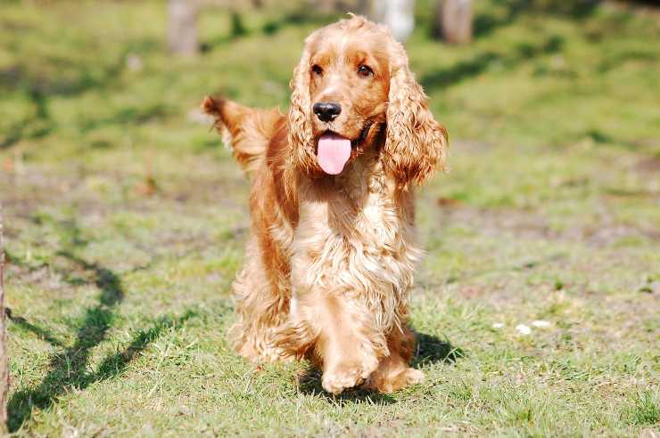 Cagnolini che rendono giovani