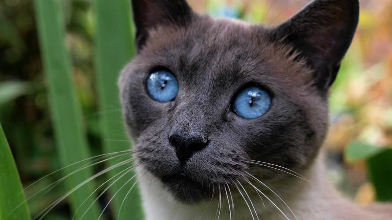 curiosità gatto thai