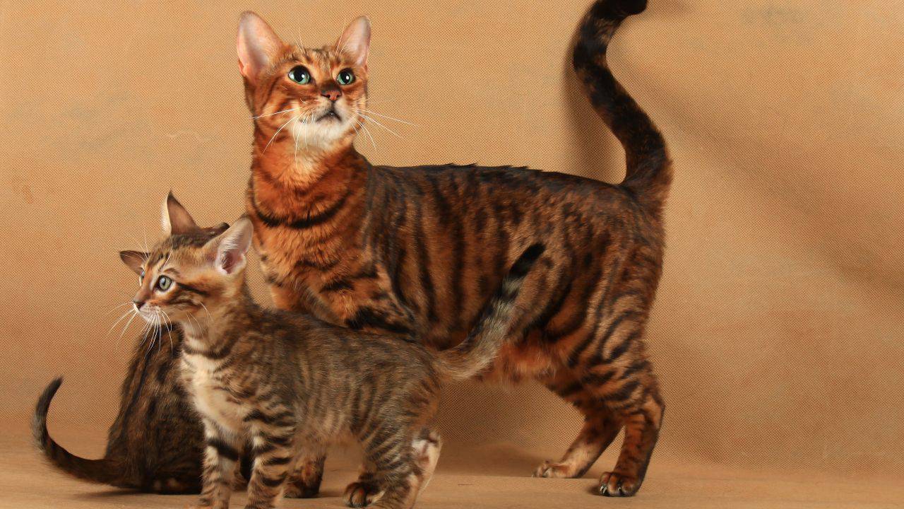curiosità toyger curiosità toyger