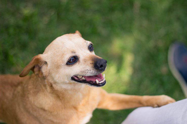 Il gesto curioso di fido