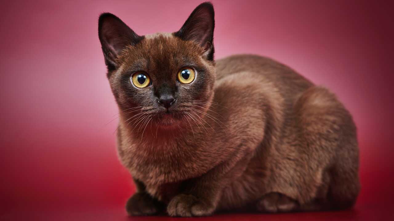 dfferenza burmese asian shorthair