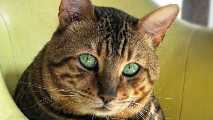 differenza toyger bengala (1)