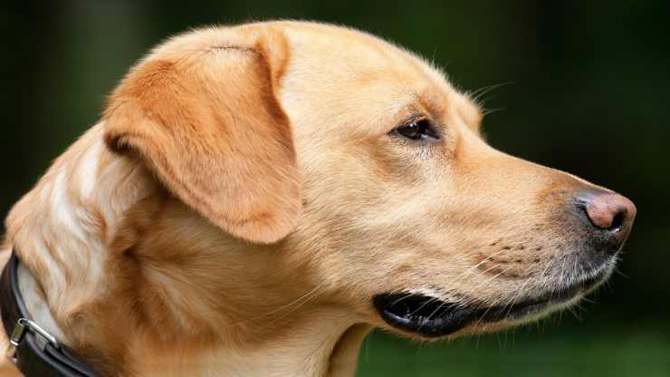 cane preoccupato (Foto Pixabay)