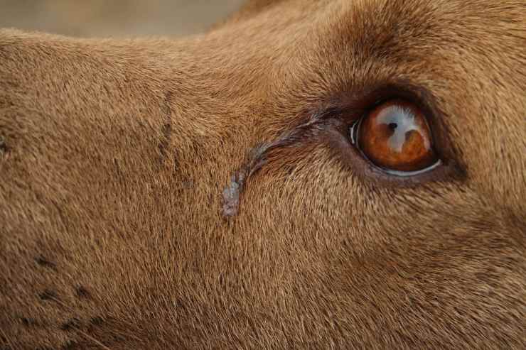 cane intrappolato cisterna sotto pioggia