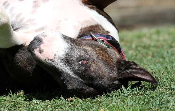 Il cane si struscia dopo il bagno Il cane si struscia dopo il bagno