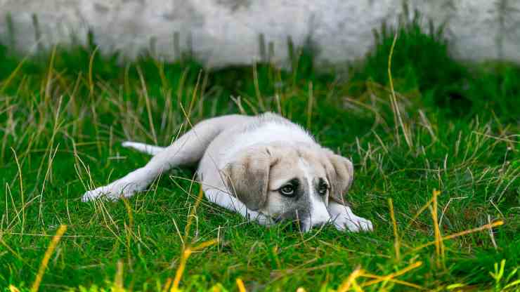 Cane sofferente (Foto Pixabay)