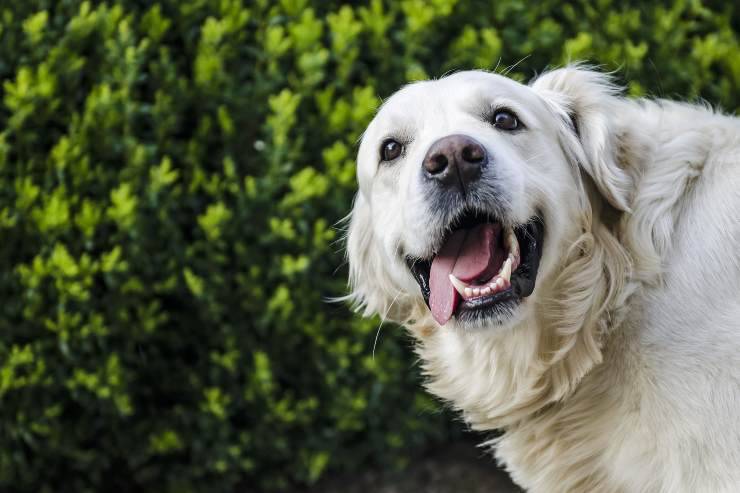 Fido è goloso