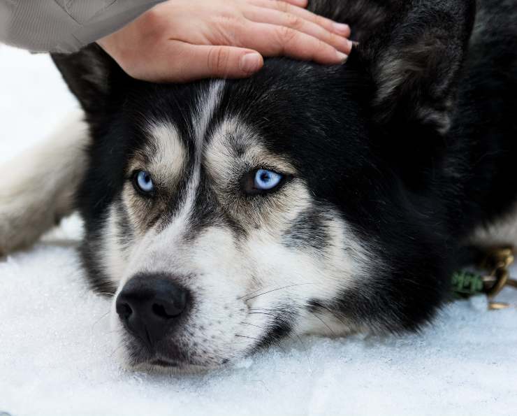 Perché al cane non piacciono le coccole