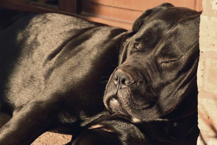 Il cane si strofina contro il muro Il cane si strofina contro il muro