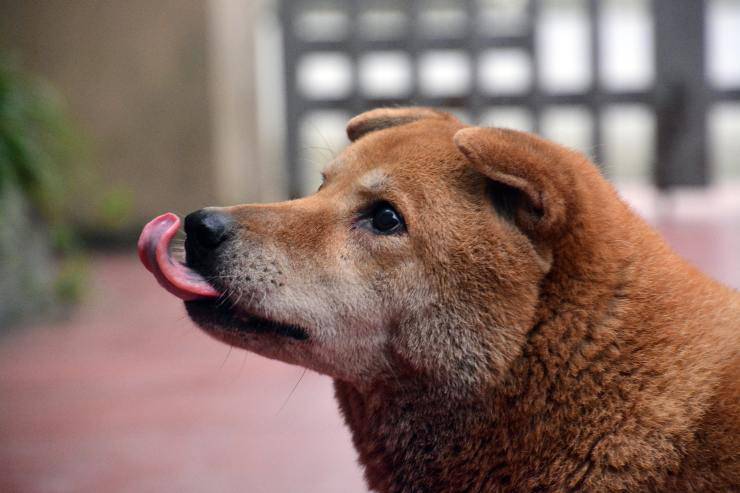Il leccare del cane