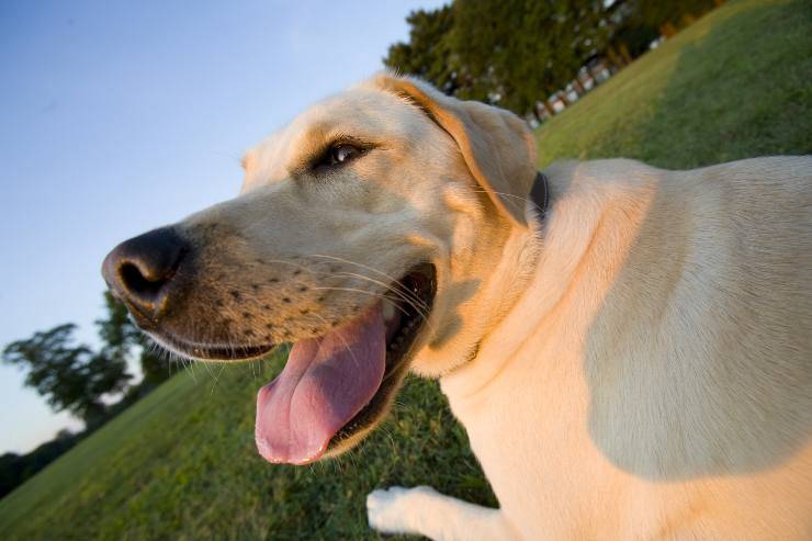 Razze di cani ideali per persone divertenti