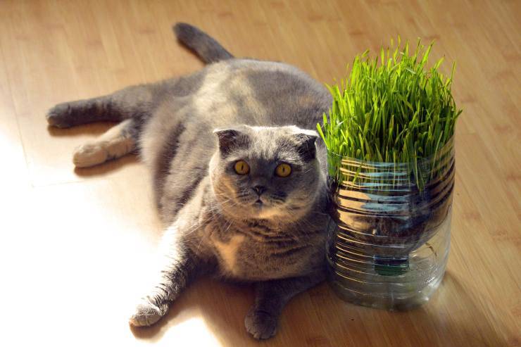 Gatto con pianta