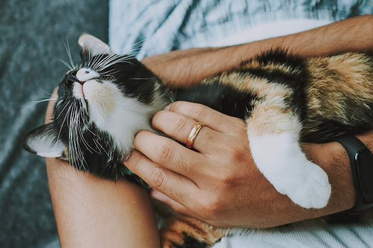 Il comportamento del gatto