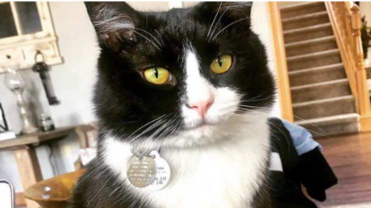 Il gatto Craig (Foto Instagram)