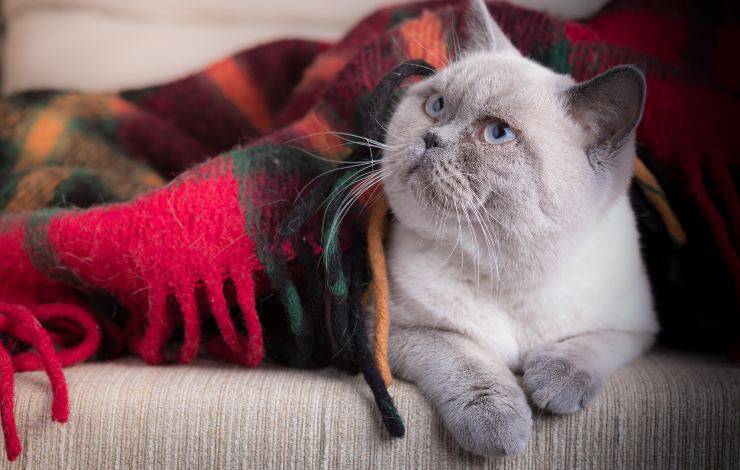 gatto anziano