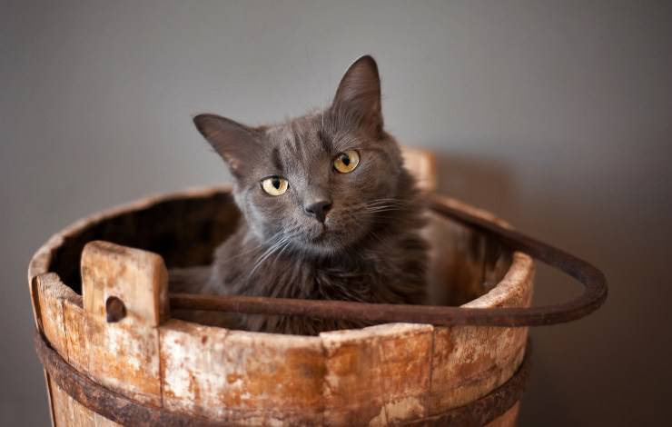 nebelung