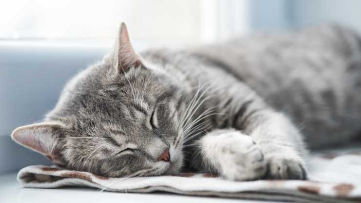 gatto sbava quando dorme