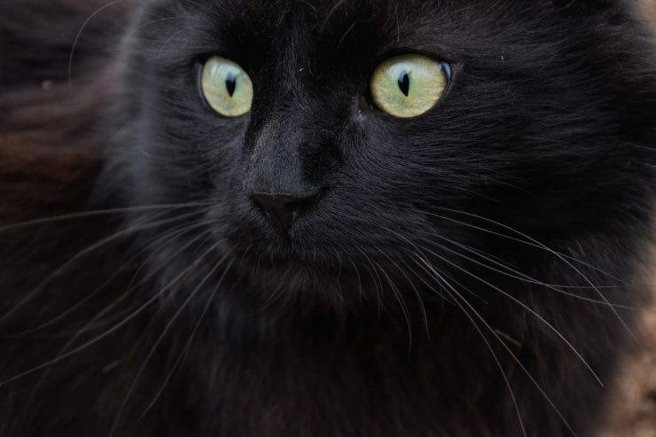 asian longhair