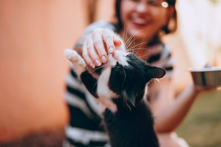 Il comportamento del felino