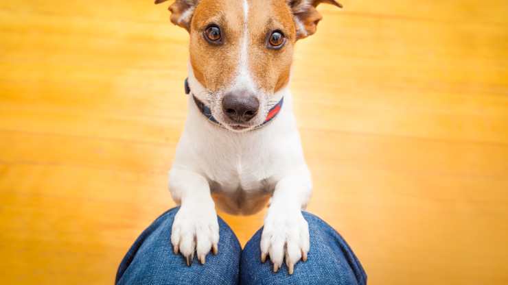 insegnare al cane ad aspettare