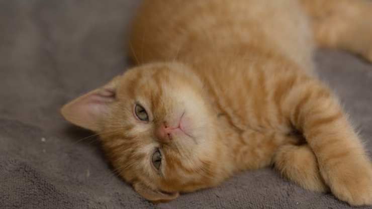 ipokaliemia gatto