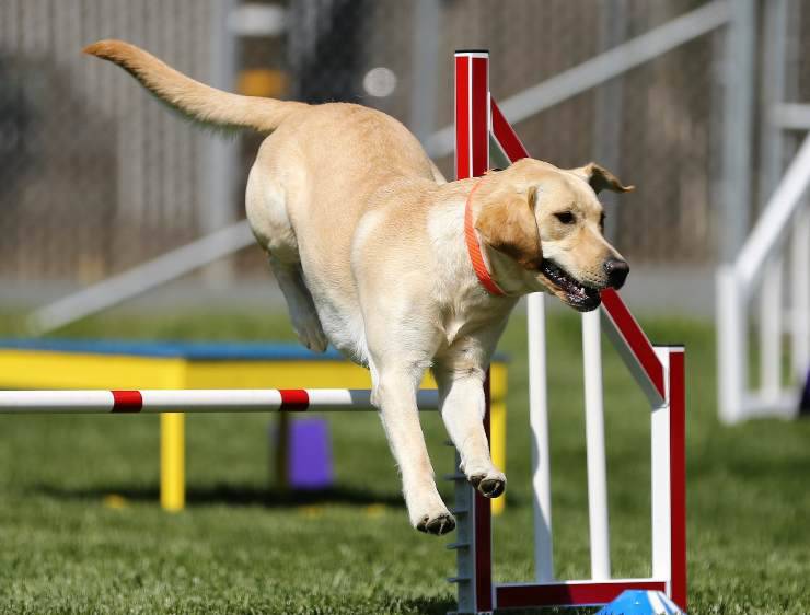 Cagnolini che fanno molto bene alla salute