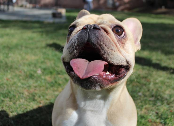 Razze di cani per le persone divertenti Razze di cani per le persone divertenti