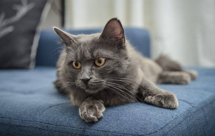 nebelung