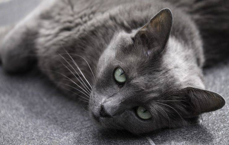 nebelung