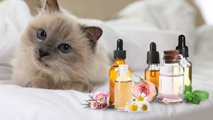 oli essenziali che il gatto non sopporta