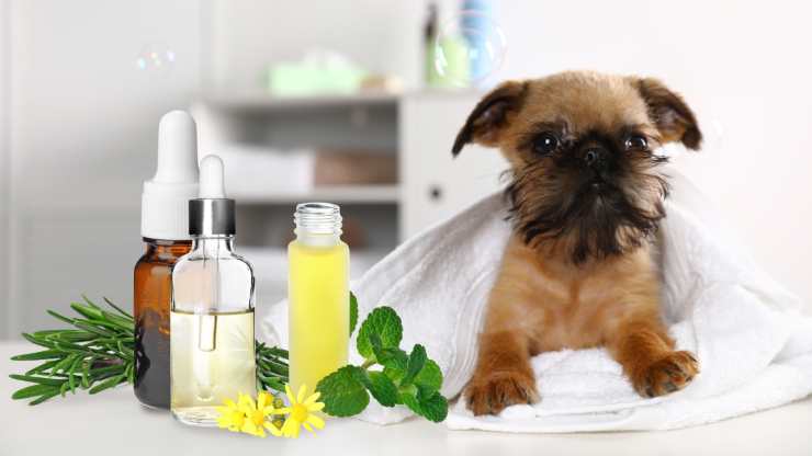 oli essenziali che il cane non sopporta