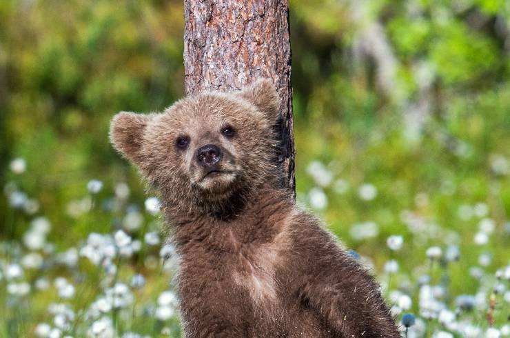 orso