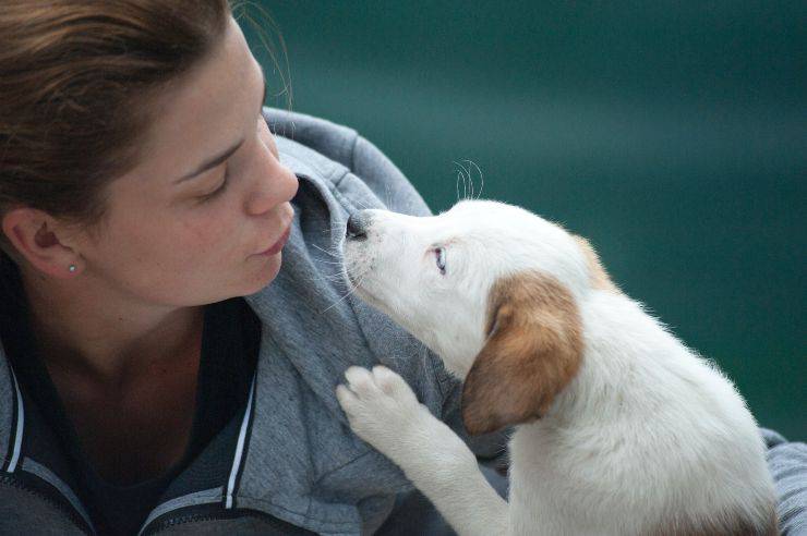 Perché il cane mi lecca le orecchie