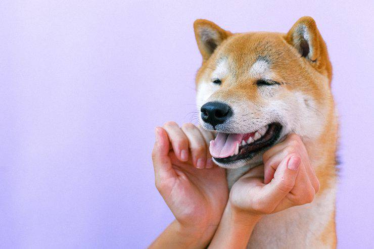 Fido non ama le coccole